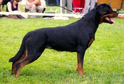 Rottweiler - câine - stil de viață