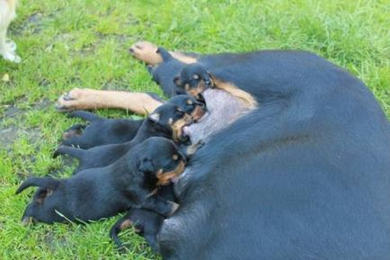 Rottweiler - câine - stil de viață