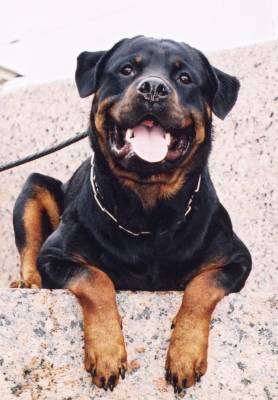 Rottweiler - câine - stil de viață