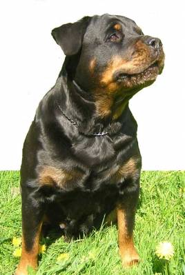 Rottweiler - câine - stil de viață