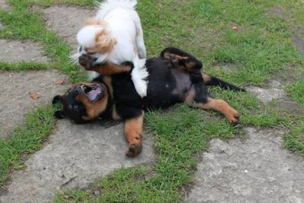 Rottweiler - câine - stil de viață