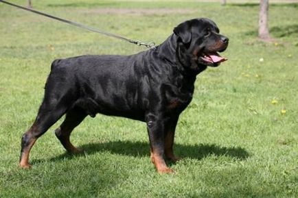 Rottweiler - câine - stil de viață