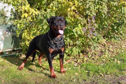 Rottweiler - câine - stil de viață