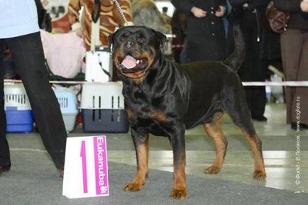 Rottweiler - câine - stil de viață