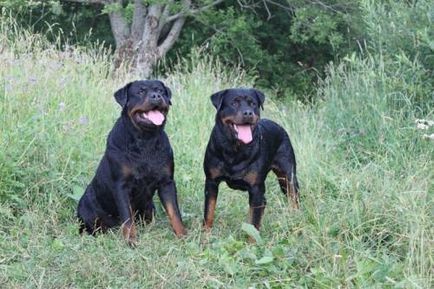 Rottweiler - câine - stil de viață