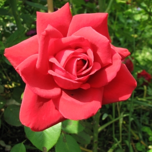 Rose de pe mâner