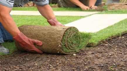 Roll-up avantaje gazon, caracteristici, de stabilire