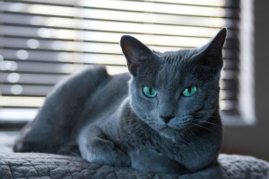 Pisica albastră rusă