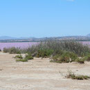 Salinas de Torrevieja - helyszíni planetsol!