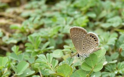 Cel mai mic fluture din lume - fauna sălbatică