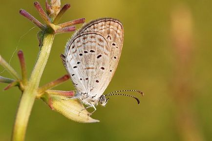 Cel mai mic fluture din lume - fauna sălbatică