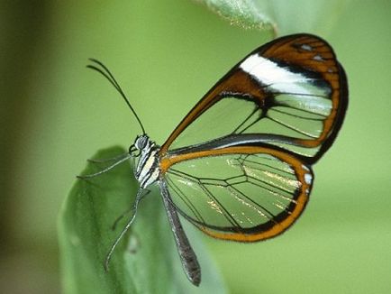 Cel mai mic fluture din lume - fauna sălbatică