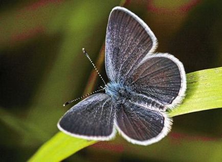 Cel mai mic fluture din lume - fauna sălbatică