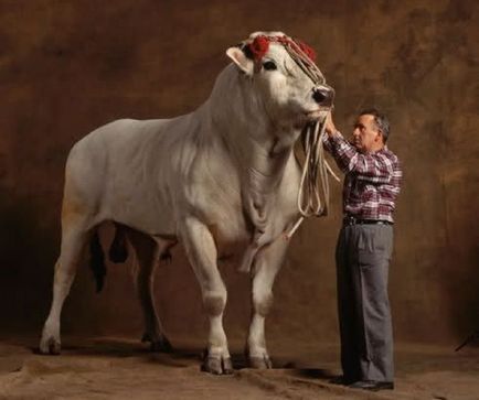 Найбільші бики в світі