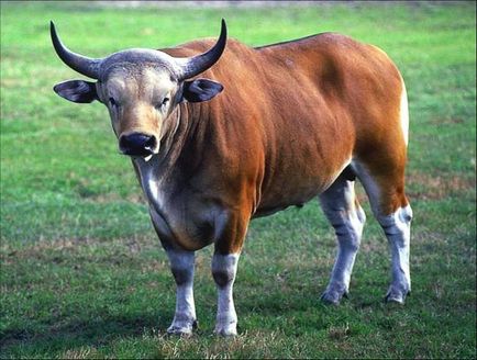 Найбільші бики в світі