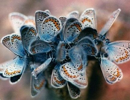 Найменші метелики в світі, цікаві факти