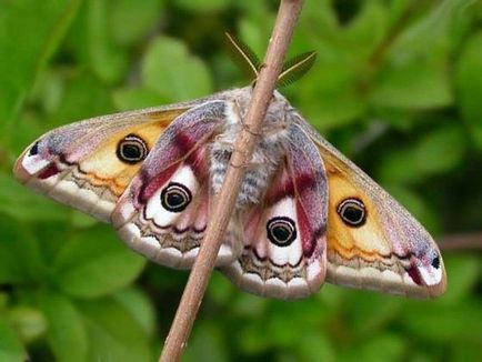 Найменші метелики в світі, цікаві факти