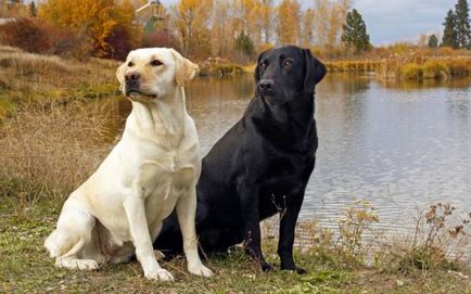Cele mai inteligente rase de câini, o revistă online pozitivă