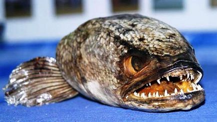 Cel mai groaznic și periculos pește