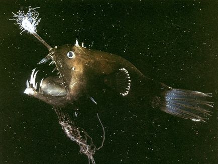 A legszörnyűbb és veszélyes halak