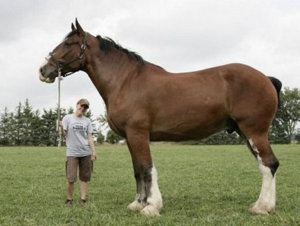 Найвищі коні - жива природа