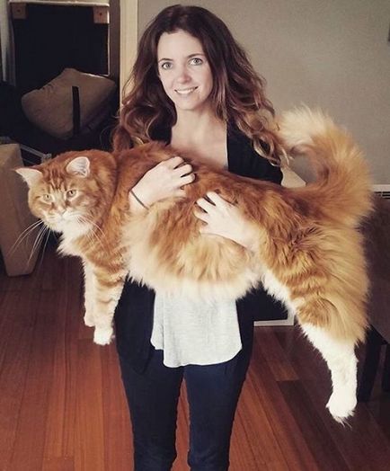 Cea mai lunga pisica din lume - stii totul