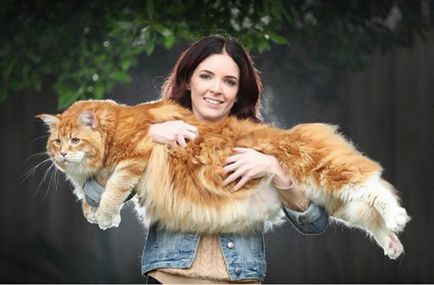 Cea mai lunga pisica din lume - stii totul