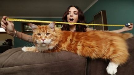 Найдовший кіт у світі - всезнаючий