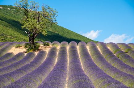 Független utazás Provence