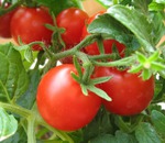 сараєвські помідори