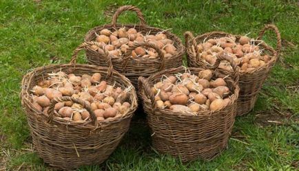 Secretele cartofilor de plantare