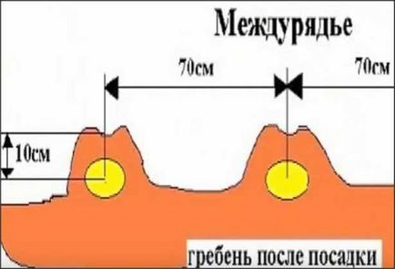 Секрети вирощування картоплі, як організувати і зробити все своїми руками