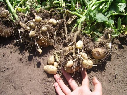 Секрети вирощування картоплі - добриво, посадка, підгодівля, догляд