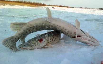 Секрет дуже смачних котлет з щуки, село моя