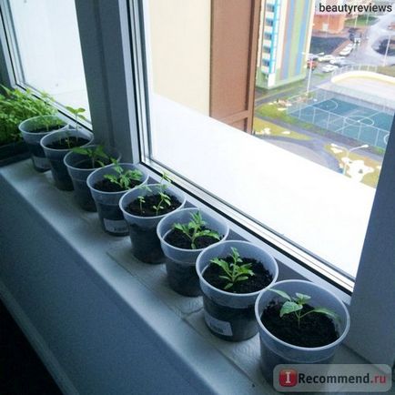 Насіння біотехніка томат балконний диво бонсай мікро f1 - «виростити без досвіду взимку помідори на