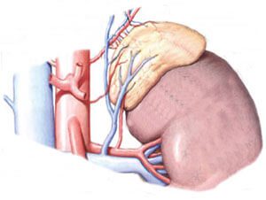 Серце і наднирники ВСД, тахікардія, гиперальдостеронизм