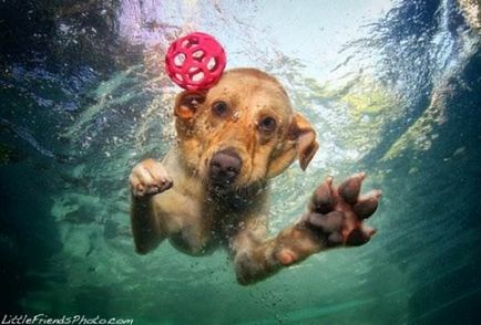Seth kutya víz alatt Casteel