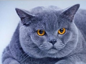 Chartreux fotografie pisica, pret, natura rasei, descriere, video