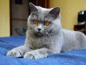 Chartreux fotografie pisica, pret, natura rasei, descriere, video