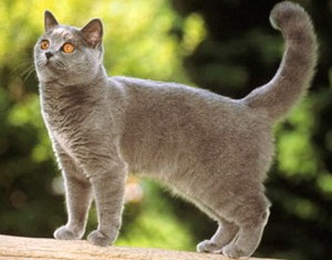 Chartreux fotografie pisica, pret, natura rasei, descriere, video