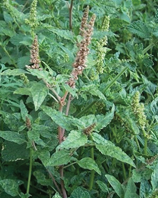 Щириця (амарант) - одна з перших сільськогосподарських культур, що вирощується людиною