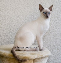 Pisica Siamez, Siamese, fotografie, aspectul pisicii siameze, caracteristicile rasei, hrana, ingrijirea si