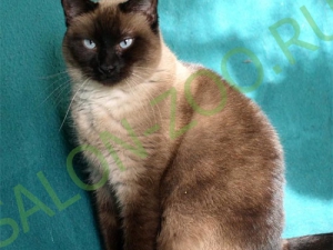 Сіамська кішка (сиам) (стрижка, вичісування), стрижка сіамської кішки на дому недорого в Реутова