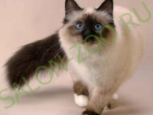 Pisica Siamez (Siamese) (tunsoare, pieptanare), tunsul pisicii siamezilor la domiciliu este ieftin la Reutov