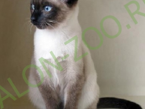 Sziámi (Sziámi) (tisztálkodás, fésülés), sziámi macska ápolás otthon olcsón Reutov
