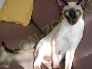 Сіамська кішка (сиам) (стрижка, вичісування), стрижка сіамської кішки на дому недорого в Реутова