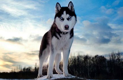 Siberian Husky - descriere, caracter, conținut, cumpărare
