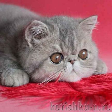 Pisici exotice drăgălașe, caracteristici ale rasei de pisici exotice - lumea animală