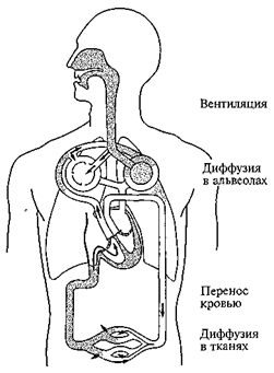 Система кисневого забезпечення організму