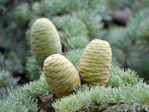 Gyanta - típusú hasznos tulajdonságai, a kezelés